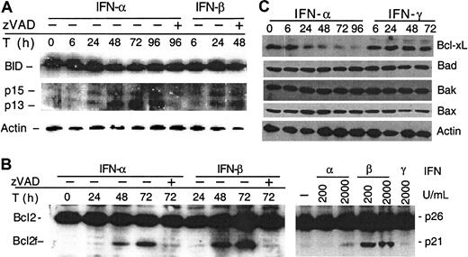 Fig. 5. IFN-α and -β induce Bid and Bcl-2 cleavage. / U266 cells were treated and harvested at the indicated times (T) in the presence or absence of z-VAD-fmk. (A) Bid and Bcl-2 were analyzed by Western blotting using a Bid pAb (a kind gift from X. Wang, UT Southwestern22) and Bcl-2 mAb. z-VAD-fmk was added every 24 hours following IFN treatment. The data shown are representative of 3 different experiments. (B) IFN-α and -β, but not -γ, induce Bcl-2 cleavage in U266 (left) and freshly isolated MM cells (right). Plasma cells were isolated from patients and treated for 48 hours, before being subjected to Western blotting for Bcl-2. (C) U266 cells were treated as indicated and then subjected to Western blotting with the appropriate antibodies for Bcl-xL, Bad, Bak, and Bax, and, as a control, β-actin.