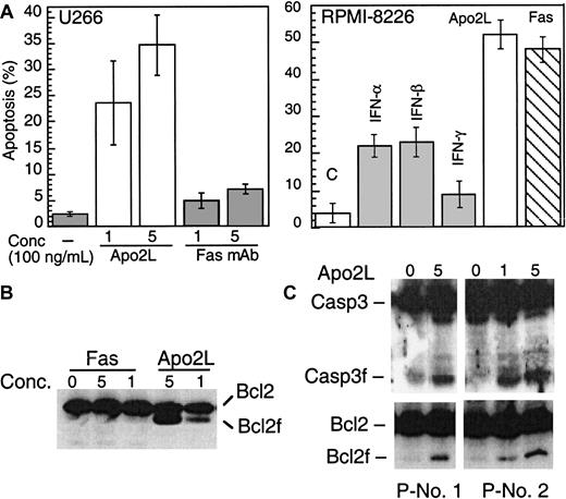 Fig. 6. Apo2L and Fas induce apoptosis. / (A). U266 (left) and RPMI-8266 (right) were treated with Apo2L and anti–Fas mAb (CH 11) and examined for induction of apoptosis by Hoechst staining. U266 (B) and primary MM plasma cells (C) were treated with Apo2L for 48 hours and then subjected to Western blotting for caspase 3 and Bcl-2. The concentration of Apo2L and Fas is given as ×100 ng/mL.