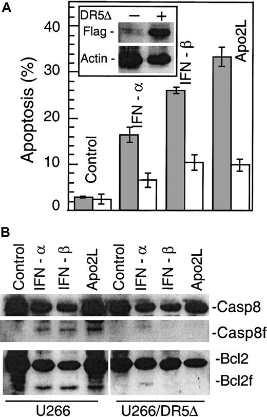 Fig. 7. DR5Δ blocks IFN-induced apoptosis. / U266 cells were transfected with pcDNA3-DR5Δ (residues 1-268). DR5Δ (also called TRAIL-R2) lacks the death domain and has been shown to function as a dominant-negative molecule inactivating the function of the endogenous DR5 (alsoTRAIL-R2).35 DR5Δ also contains a FLAG epitope-tag that facilitates examination of its expression levels (A). Parental and DR5Δ-FLAG–containing U266 cells were treated with Apo2L (100 ng/mL), IFN-α, and -β (200 U/mL), and apoptosis was determined at 72 hours by Hoechst 33258 staining and expressed as the percentage of the total cells. At least 200 cells were counted for each sample. Expression of DR5Δ was determined by Western blotting using an anti-FLAG antibody and β-actin as a protein loading control (inset). In a parallel experiment (B), the cells were also lysed and subjected to Western blotting for caspase 8 and Bcl-2, upper and lower panel, respectively.