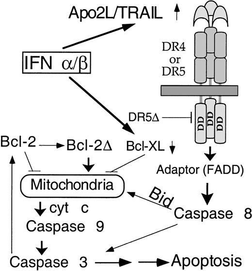 Fig. 8. Model for activation of apoptosis in MM by IFNs. / Following transcriptional induction by IFNs, Apo2L binds to its receptor DR5 (or DR4) and, through an adaptor intermediate (FADD), recruits caspase 8 to the cell membrane. Following caspase 8 activation by proteolysis, Bid is cleaved and translocates to mitochondria, causing release of low levels of cyt c into the cytosol, leading to caspase 9 and 3 activation. This results in attack of the anti-apoptotic protein Bcl-2 on the mitochondrial membranes, producing a truncated Bcl-2Δ protein that causes release of more cyt c, caspase activation, and apoptosis. Bcl-xL transcriptional down-regulation is an additional mechanism by which IFNs may decrease levels of anti-apoptotic proteins, shifting the balance toward a pro-apoptotic state.