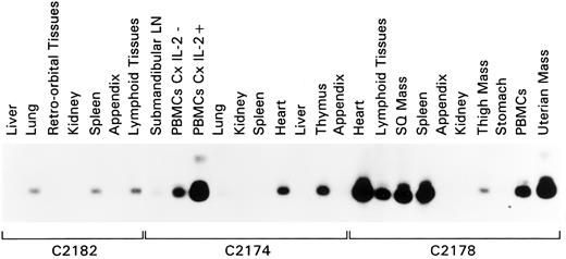 Fig. 3. Detection of HVMNE DNA by PCR and Southern blot hybridization using p536, HVMNE-specific probe, in the tissues of 3 lymphomatous rabbits. / C2182 (lung, spleen, lymphoid tissues); C2174 (cultured PBMCs with and without IL-2, heart, thymus); C2178 (heart, lymphoid tissues, subcutaneous mass, spleen, thigh mass, PBMCs, and uterine mass). In rabbit C2174, PBMCs cultured with and without IL-2 were also analyzed. Each DNA was also assessed for amplification competence using DNA primers for cytochrome B (data not shown).