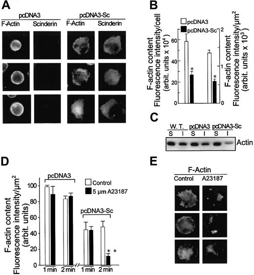 Fig. 4. Effect of scinderin expression and its activation by ionophore A-23187 on filamentous actin content in MEG-01 cells. / (A) Fluorescence microscope images of cells stained with scinderin (Sc) antibodies and rhodamine phalloidin (a probe for F-actin) after transfection either with vector pcDNA3 (2 left panels) or with Sc cDNA carrying vector pcDNA3-Sc (2 right panels). (B) Image analysis data of the fluorescent cells described in panel A. Twelve preparations of pcDNA3-transfected cells were analyzed, and 18 preparations from 3 different clones (6 from each clone) were measured for pcDNA3-Sc–transfected cells (*P < .001). (C) Western blot analysis carried out with an actin antibody on supernatants (S) and sediments of Triton X-100 extracts prepared from wild-type MEG-01 cells (W.T.) and from cells transfected with either pcDNA3 or pcDNA3-Sc. A decrease in the Triton X-100–insoluble (I) fraction (filamentous actin) was observed in pcDNA3-Sc–transfected cells. (D) Two-minute treatment with ionophore A23187 further decreased levels of F-actin in pcDNA3-Sc–transfected cells. F-actin was measured as described in panel B. Bars represent mean ± SEM from 4 to 5 different preparations, each containing 20 to 35 cells (**P < .05). (E) Fluorescence microscope images of a sample of cells described in panel D after rhodamine phalloidin staining.