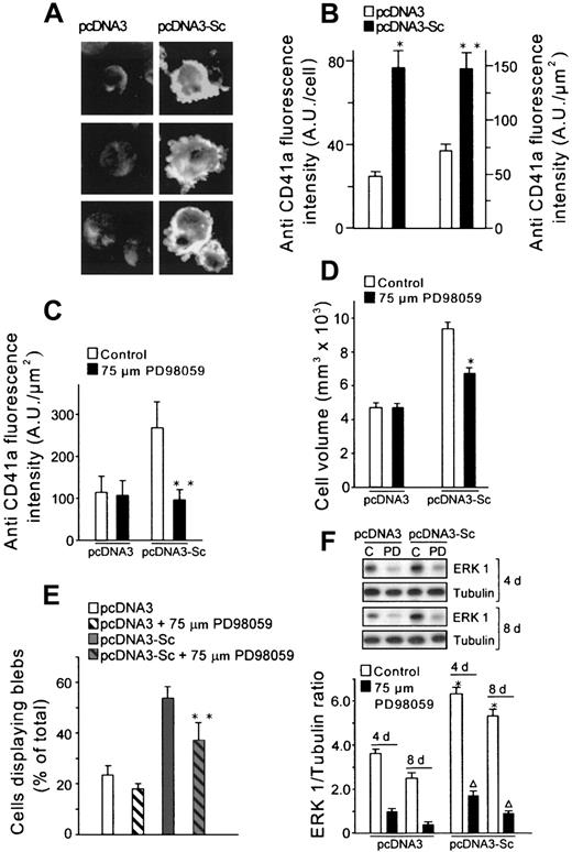 Fig. 5. Cells expressing scinderin showed high levels of antigen CD41a (fibrinogen receptor) as a result of activation of the MEK-ERK1 pathway. / (A) Fluorescence microscope images of cells stained with a CD41a antibody. (B) Image analysis of the fluorescence intensity (A.U., arbitrary units) of the cells described in panel A. Bars represent mean ± SEM of 6 preparations (10-20 cells each) of pcDNA3-transfected cells and 19 preparations (5-10 cells each) from 6 different clones of pcDNA3-Sc–transfected cells. Fluorescence intensity was expressed per cell (*P < .01) and per μm2 of cell surface (**P < .05). (C) pcDNA3-Sc–transfected cells treated with 75 μM PD98059 for 4 days showed a decrease in the expression of CD41a (**P < .05) and (D) in cell volume (*P < .01). (E) The number of pcDNA3-Sc–transfected cells displaying surface blebs was also decreased by PD98059 treatment (**P < .05). (F) Western blots with an ERK1 antibody show the expression of the protein in untreated pcDNA3 and pcDNA3-Sc–transfected cells (C) and in the cells after treatment with 75 μM PD98059 (PD) for 4 and 8 days. Tubulin was used as gel-loading control. Bars represent the average from 6 different experiments (*P < .01; **P < .001).