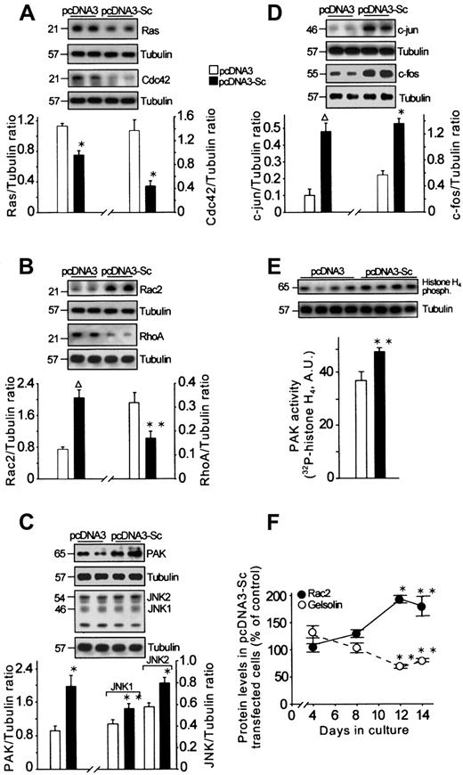 Fig. 7. Effect of scinderin expression on cellular levels and activity of different transduction and transcription factors. / Extracts were prepared from cells transfected with either pcDNA3 or pcDNA3-Sc and cultured for 14 days. SDS-PAGE of the extracts was performed in quadruplicate and was followed by immunoblotting. Western blots with the corresponding antibodies are shown for Ras and Cdc42 (A); Rac2 and RhoA (B); PAK, JNK1, and JNK2 (C); c-jun and c-fos (D); and PAK activity using histone H4 as substrate (E). Tubulin was used as gel-loading control and to express results as a ratio between each protein and tubulin after imaging bands from the autoradiographs. (F) Time course of Rac2 and gelsolin expression in cells transfected with pcDNA3-Sc. Bars and circles represent mean ± SEM for those experiments (**P < .05; *P < .01; ΔP < .001).
