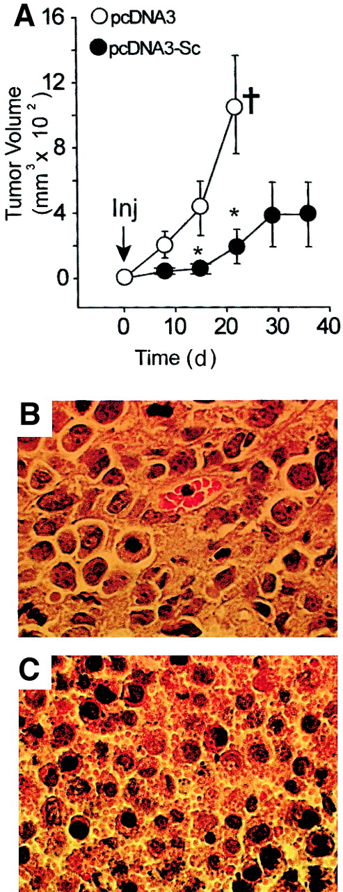 Fig. 8. Expression of scinderin inhibits tumor growth in nude mice. / Balb/c nude mice were injected with cells cultured for 14 days after transfection with either vector (pcDNA3) alone or the same vector carrying a full-length insert of Scinderin cDNA (pcDNA3-Sc). (A) Tumor volumes after subcutaneous injection (inj) with 107 cells in 100 μL saline for each condition. Open and closed circles represent mean ± SEM from 2 groups of 9 mice each (*P < .05). †All pcDNA3-transfected mice were killed at 3 weeks after injection in accordance with institutional animal care policies. (B) Hematoxylin-eosin staining of a section from a large tumor produced by pcDNA3-transfected cells. Histology of 8 remaining tumors in this group was similar, and so was that of tumors formed by wild-type cells (data not shown). (C) Similar staining of a section from 1 of the 2 small tumors produced by pcDNA3-Sc–transfected cells showing apoptotic nuclei surrounded by numerous platelet-like particles. The second small tumor in this group had a similar histology.