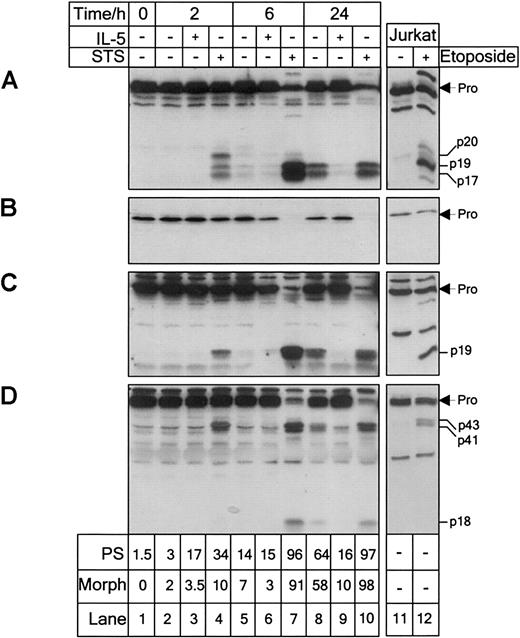 Fig. 1. IL-5 inhibits caspase processing in the spontaneous apoptosis of peripheral blood eosinophils. / Peripheral blood eosinophils were cultured in the presence or absence of IL-5 (10−10 M) or STS (10−5 M) and analyzed at the times shown for processing of caspase-3 (A), -6 (B), -7 (C), and -8 (D) by immunoblotting. Jurkat T cells treated with or without etoposide (50 μM) for 4 hours were used as controls. The proforms and processed subunits are indicated. Apoptosis was assessed by annexin V binding to determine percentage cells with externalized PS and apoptotic morphology after Kimura stain, as described in “Materials and methods.” Eosinophils constitutively expressed caspase-3, -6, -7, and -8. Culturing in the absence of IL-5 and treatment with STS resulted in activation of all of the caspases. IL-5 prevented caspase activation over the 24-hour culture period. Longer exposure of the caspase-3 (A) blot revealed the presence of p20 and p19 subunits after 6 hours in untreated eosinophils. Shorter exposure of the caspase-8 (D) blot revealed the proform to be a doublet of 53 and 55 kd. Results are representative of 3 separate experiments.
