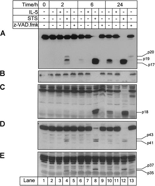 Fig. 2. z-VAD.fmk inhibits caspase processing in IL-5–deprived peripheral blood eosinophils. / Cells were incubated with IL-5 (10−10 M), STS (10−5 M), or z-VAD.fmk (100 μM), harvested at the times indicated and analyzed for caspase-3 (A), -6 (B), -7 (C), -8 (D), and -9 (E) processing by immunoblotting. Eosinophils constitutively expressed caspase-9, which was activated during STS-induced and spontaneous apoptosis. IL-5 prevented the processing of caspase-9 observed during spontaneous apoptosis over the 24-hour culture period. z-VAD.fmk inhibited caspase activation in IL-5–deprived eosinophils. Results are representative of 3 separate experiments.