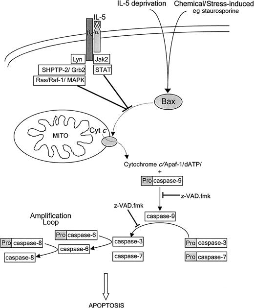 Fig. 8. Proposed scheme for spontaneous apoptotic pathway in eosinophils and the inhibitory target of IL-5. / Spontaneous eosinophil apoptosis involves caspase-independent Bax translocation to the mitochondria, cytochrome crelease, and perturbation of the mitochondrial membrane followed by activation of caspase-9, -3, and -7, similar to the pathway of chemical-induced apoptosis. Caspase-3 activation of caspase-6 followed by activation of caspase-8 is proposed to form an amplification loop. IL-5 inhibits eosinophil apoptosis at an as yet undetermined site upstream of Bax translocation, cytochrome c release, and caspase activation. The IL-5 antiapoptotic signal is transduced by recruitment and activation of Jak2 and Lyn tyrosine kinases, and SHPTP-2 to the receptor, resulting in activation of Jak/STAT and Ras-Raf-MAPK pathways (see text for details). Dashed arrows represent protein translocation.