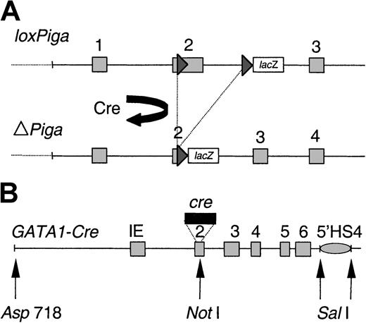 Fig. 1. Genomic structure of the transgenes. / (A) Genomic structure of the floxed Piga gene (L) before(loxPiga) and after (ΔPiga) Cre-mediated loxP recombination. Cre-mediatedloxPiga gene recombination deletes 662 base pairs ofPiga exon 2 and 1.6 kilobases (kb) of the adjoining intron 2, which completely abrogates the function of PIGA.8 (B) Map of the GATA1-cre transgene in G mice. IE refers to the erythroid GATA-1 promoter, 5′HS4, a 5′ element of the chicken β-globin locus that functions as an insulator (gray oval).23 Exons are boxed and numbered; loxP sites are shown as triangles; restriction endonuclease sites are indicated.