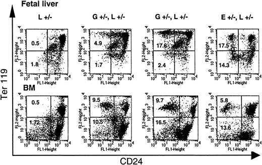 Fig. 3. Loss of CD24 expression during erythroid differentiation. / The loss of GPI-linked proteins on red cell precursors from GL mice occurs with the expression of Ter119. Single-cell suspensions of fetal liver cells from E13.5 fetuses and bone marrow cells (BM) from adult mice were analyzed for the expression of Ter119 and CD24. Note that while in E+/−L+/− mice a distinct proportion of Ter119high and Ter119low cells are deficient in CD24, in GL mice a significant proportion of CD24-deficient cells are found only in the Ter119high cell population. L+/− indicates control mouse. E+/−L+/− mice are offspring from theEIIa-cre × L breeding8 and are mosaic for a nonfunctional PIGA protein. Numbers indicate the percentage of cells in the left upper and left lower quadrant (cells deficient in CD24). Vertical marker shown delineates CD24− from CD24+ Ter119low cells.