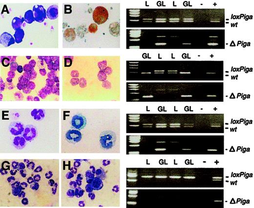 Fig. 5. GATA1-Cre–mediated recombination of the. / loxPiga allele in megakaryocytes, mast cells, and eosinophils. Liquid cultures enriched in megakaryocytes (panels A and B), mast cells (panels C and D), eosinophils (panels E and F), and granulocytes (panels G and H) were performed as described. Bulk cultures were analyzed for the wild-type (wt), loxPiga, and ΔPiga allele by PCR. Panels on the right show the PCR analysis for each culture system. Panels A, C, E, G, and H are May-Grünwald-Giemsa stains from cultures obtained from GL animals. Panel B shows acetylcholinesterase activity in GL megakaryocytes; panel C shows Toluidine Blue–positive GL mast cells; and panel E shows Luxol Fast Blue–positive GL eosinophils. L stands for DNA isolated from cultured cells from L+/− control mice; GL for DNA isolated from cultured cells from G+/−L+/− mice; + and − represent positive and negative PCR controls. For granulocyte cultures G+/−L+/+ mice and L+/+ control mice were used instead. Amplification products representing the wt,loxPiga, and ΔPiga allele are indicated.
