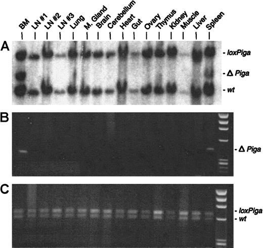 Fig. 6. Cell type–specific recombination of the. / loxPiga allele in GL mice. Southern blot analysis (A) and PCR analysis (B and C) were used to examine recombination of the loxPiga allele in various tissues from G+/−L+/− mice.25 Restriction fragments and amplification products representing the wt,loxPiga, and ΔPiga allele are indicated.