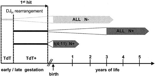 Fig. 2. Time frame. / Development of N− and N+ BCP leukemias in childhood.