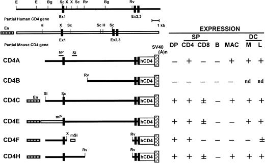 Fig. 1. Structure of the human/mouse CD4 transgenes and summary of expression data. / Symbols are as follows: human (black bar) and mouse (open bar) sequences; mouse enhancer (stippled bar), human and mouse promoters (hP, mP); and human and mouse silencer (Si, mSi). Restriction sites: E,EcoRI; Bg, BglII; H, HindIII; X,XbaI; RV, EcoRV; Sc, SacI; Sl,SalI. Expression in different subsets of cells is shown as + for expression, − for no expression, and ± for expression on a low number of cells. Double-positive (DP) CD4+CD8+ thymocytes; single-positive (SP) peripheral lymphocytes CD4+ and CD8+; B cells (B); macrophages (MAC); dendritic cells (DC); myeloid (M) and lymphoid (L) DCs; nd, not done.