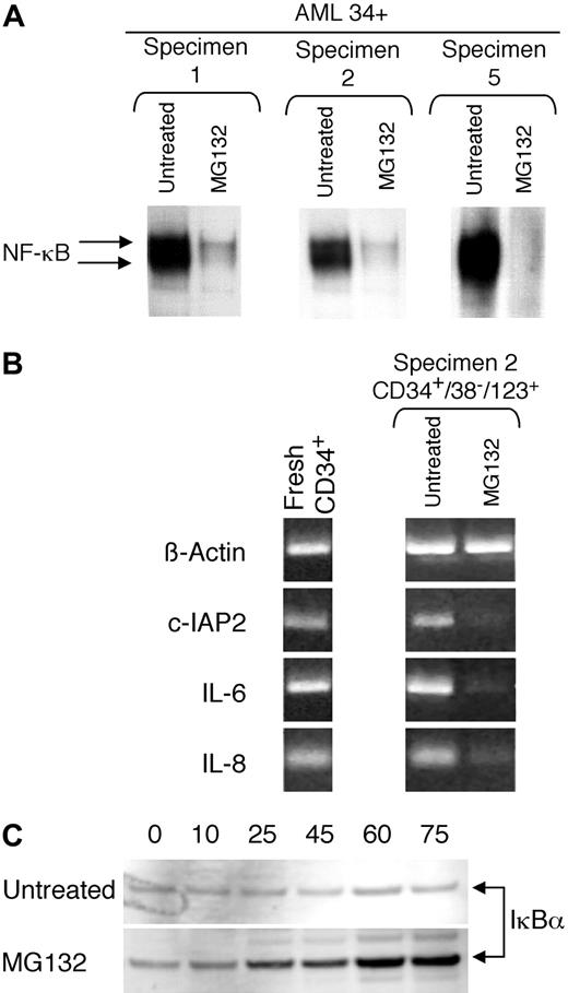 Fig. 3. Effects of MG-132 treatment on AML cells. / MG-132 inhibits NF-κB activity in AML cells. (A) EMSA of 3 CD34+ AML specimens treated with or without 1 μM MG-132 for 6 hours. (B) RT-PCR analysis of 3 NF-κB transcriptional targets in AML CD34+ (left panel) or CD34+/38− cells (right panel). CD34+/CD38− cells were treated with or without 1 μM MG-132 for 6 hours; β-actin was used as a control. (C) Western blot analysis of phosphorylated IκBα in a control (untreated) versus MG-132–treated specimen. Cells were incubated for the indicated number of minutes (numbers above each lane) and then analyzed as described in “Materials and methods.”