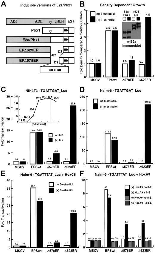 Fig. 1. Estrogen-dependent forms of E2a/Pbx1 are produced by replacement of Pbx1 sequences with the ER HBD. / (A) EPΔ578ER and EPΔ623ER were created by internal fusion of the HBD (amino acids 282-595) of the Gly400Val mutant human ER. The HBD replaces Pbx1 sequences, upstream of the DNA-binding homeodomain, that are dispensable for the biochemical and transforming properties of E2a/Pbx1. (B) EPΔ578ER and EPΔ623ER demonstrate conditional transformation of NIH3T3 fibroblasts. NIH3T3 fibroblasts infected with empty vector (MSCV) or stably expressing E2a/Pbx1, EPΔ578ER, or EPΔ623ER, were assayed for density-dependent growth by culture in the presence or absence of 1 μM β-estradiol. (B, inset) Immunoblot (α-E2a antibody) analysis of E2a/Pbx1 and EPΔ623ER (and EPΔ578ER, data not shown) in NIH3T3 fibroblasts demonstrates equivalent protein expression in the presence and absence of estrogen. (C) Combined Hox-independent and Hox-dependent transcriptional activation was assayed in NIH3T3 fibroblasts by cotransfection of constructs encoding wild-type E2a/Pbx1, EPΔ578ER, EPΔ623ER (denoted Δ578ER, and Δ623ER, respectively) and the 6xTGATTGAT_luciferase reporter in the presence (solid bars) or absence (empty bars) of 1 μM β-estradiol. (C, inset) The concentration of β-estradiol required for maximal transactivation of EPΔ623ER in NIH3T3 fibroblasts was determined by measuring luciferase activity in transfected cells cultured over a range of β-estradiol concentrations. (D) Hox-independent transactivation was assayed on the 6xTGATTGAT_luciferase reporter in human pre-B Nalm-6 cells, which lack significant expression of endogenous Hox protein partners. (E) Hox partner-dependent cooperative transactivation was assayed in Nalm-6 cells on the 6xTGATTTAT_luciferase reporter by cotransfection of E2a/Pbx1 constructs with constructs encoding HoxC8 (E) or HoxA9 (F). Lanes are described in the legends accompanying each graph. In panels C-F, luciferase activity was first normalized to the internal Renilla luciferase transfection control, and the fold transactivation was determined in comparison to cells cotransfected with empty MSCV vector DNA and reporter plasmid. The results represent the average of duplicate or triplicate transfections performed 2 times on separate days.