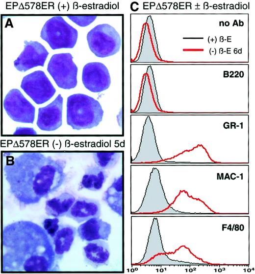 Fig. 2. EPΔ578ER-immortalized progenitors differentiate to granulocytes and monocytes upon the removal of estrogen. / Wright-Giemsa–stained cytocentrifuge preparations were prepared from samples of EPΔ578ER progenitors cultured in the presence (A) or absence (B) of estrogen for 5 days. (C) Cell surface staining with FITC-labeled GR-1 (Ly6G), Mac-1 (CD11b), and F4/80 of EPΔ578ER progenitors cultured in the presence or absence of estrogen for 5 days was determined by flow cytometry. Profiles of unstained cells or cells stained with B220 antibody were performed to ensure that observed changes were not due to increased autofluorescence or to nonspecific antibody binding.