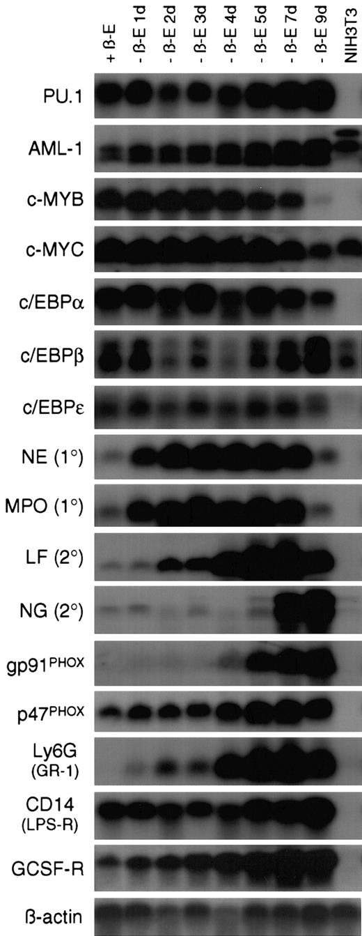 Fig. 3. Withdrawal of estrogen from EPΔ578ER progenitors initiates a transcriptional program of myeloid differentiation. / Northern blot analysis was performed on RNA samples prepared from EPΔ578ER progenitors maintained in estrogen (+β-E) as well as cultured out of estrogen (−β-E) for 1 to 9 days. RNA from NIH3T3 fibroblasts was used as a nonmyeloid control. In general, transcription factor probes were hybridized to blots prepared from polyA+-RNA, whereas other probes were hybridized to blots prepared from total RNA. Names of the probes are indicated to the left of each blot. Equivalent loading was verified by hybridization of a β-actin probe.