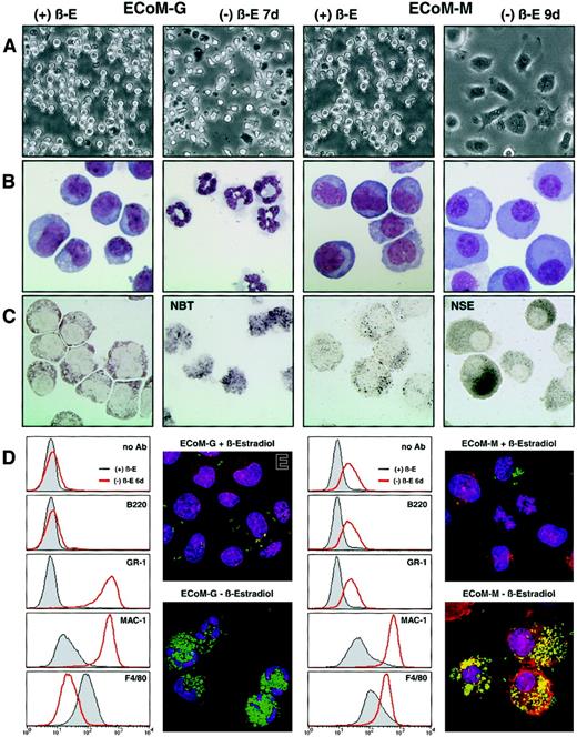 Fig. 4. The EPΔ578ER and EPΔ623ER proteins immortalize progenitors that exhibit strict granulocytic or monocytic differentiation. / Single-cell progenitor's clones were generated that exhibited strict granulocytic or monocytic differentiation upon removal of estrogen, and they were designated ECoM-G (E2a/Pbx1-mediatedConditional Myeloid Differentiation-Granulocytic) and ECoM-M (Monocytic), respectively. (A) Light micrographs and (B) Wright-Giemsa stains were prepared from ECoM-G and ECoM-M cells in the presence (+β-E) and absence (−β-E) of estrogen as indicated above the photographs. (C) NBT reduction and NSE staining. The ECoM-G cells were functionally characterized based on NADPH oxidase activity (NBT reduction), which is up-regulated during myeloid maturation. The ECoM-M cells were analyzed for NSE activity, which is specifically expressed in mature macrophages. (D) Flow cytometric analysis of the cell surface staining with FITC-labeled Ly6G (GR-1), CD11b (Mac-1), and F4/80 on the ECoM-G and ECoM-M cells grown in the presence or absence of estrogen for 7 days. Note that the observed shift in GR-1 staining in the ECoM-M clone is due to increased autofluorescence. (E) Phagocytosis assay. The ability of the ECoM cells to internalize FITC-labeledE coli was evaluated in the presence and absence of estrogen. Hoechst and rhodamine-phalloidin were used to stain the nuclei, and polymerized actin, respectively.