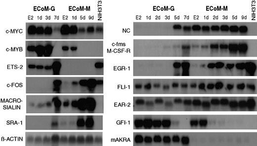 Fig. 5. ECoM-G and ECoM-M clones exhibit lineage- and differentiation-specific patterns of gene expression. / Northern blot analysis of myeloid genes was performed on total RNA samples from ECoM-G and ECoM-M clones cultured in the presence (E2) or in the absence of estrogen for the indicated number of days. RNA from NIH3T3 fibroblasts was used as a nonmyeloid control. Names of the probes are indicated to the left of each blot. Equivalent loading was verified by hybridization of a β-actin probe.