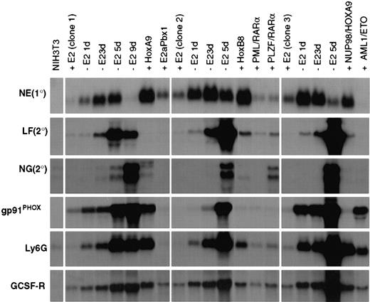 Fig. 6. Gene expression in ECoM-G clones, whose differentiation arrest is re-established by heterologous oncoproteins, reveals profiles unique to the second oncoprotein. / Northern blot analysis of gene expression was performed on RNA samples from 3 ECoM-G clones cultured in the presence (+E2) and absence (−E2) of estrogen for the indicated number of days. RNA was also harvested from clones whose differentiation arrest in the absence of estrogen was re-established by Hoxa9, wild-type E2a/Pbx1, Hoxb8, PML/RARα, PLZF/RARα, Nup98/HoxA9, and AML1/ETO. These stable populations demonstrated continued and indefinite proliferation in the absence of estrogen and were cultured in the absence of estrogen for at least 4 to 5 weeks prior to the harvest of RNA. The heterologous oncoproteins were all cloned into MSCV-based vectors and introduced into the ECoM-G cells by retroviral infection. RNA from NIH3T3 fibroblasts was used as a nonmyeloid control.