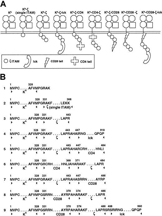 Fig. 1. Chimeric construct structure. / Constructs were created by linking components in a cassette fashion (A). Amino acid sequence at the intersection of each component is noted (B). Additional amino acids added at the junction between components result from the insertion of restriction enzyme sites required for construct synthesis. Extracellular and transmembrane domains of all constructs are derived from the MHC class I H-2 Kbmolecule. The cytoplasmic domains are as listed. Construct 2 truncates the ζ cytoplasmic domain after the first ITAM.