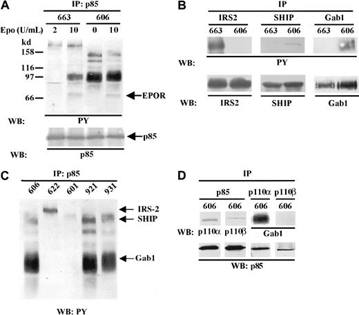 Fig. 3. Constitutive association of tyrosine-phosphorylated proteins with p85/PI3K in HS2 cells. / The position of molecular weight markers are indicated on left and the positions of the different proteins are indicated on right. (A) 663 HS1 cells were either grown in the presence of 2 U/mL Epo or starved in Epo and serum for 4 hours before being stimulated for 30 minutes by 10 U/mL Epo. 606 HS2 cells were grown either with serum or stimulated for 30 minutes with 10 U/mL Epo and serum after 4 hours of serum starvation. Proteins immunoprecipitated from cell lysates (IP) with anti-p85 antibodies were separated by SDS-PAGE and immunoblotted (WB) with anti-PY antibodies. (B) Cell lysates from unstimulated 663 HS1 and 606 HS2 cells were immunoprecipitated with anti–IRS-2, anti-SHIP, anti-Gab1, or anti-p85 antibodies (IP) and analyzed by Western blotting (WB) with antiphosphotyrosine (PY) antibodies or with anti–IRS-2, anti-SHIP, or anti-Gab1 antibodies. (C) Various unstimulated HS2 cell lines were subjected to immunoprecipitation (IP) with anti-p85 antibodies and tyrosine-phosphorylated proteins were detected by Western blotting (WB) with anti-PY antibodies. (D) 606 HS2 cell lysates were immunoprecipitated (IP) with anti-p85, anti-p110α, and anti-p110β antibodies. The immunoprecipitates were subjected to immunoblotting (WB) with anti-p110α, anti-p110β, and anti-Gab1 antibodies (upper panel) or with anti-p85 antibodies (lower panel).