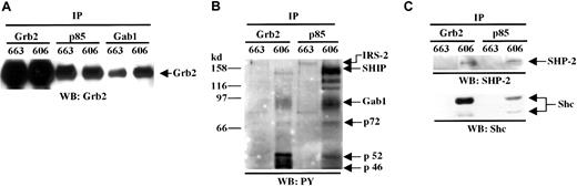 Fig. 4. Grb2, SHP-2, and Shc are associated with the PI3K complex in HS2 cells. / (A) Protein extracts from 663 HS1 and 606 HS2 cells were immunoprecipitated (IP) with anti-Grb2, anti-p85, and anti-Gab1 antibodies and analyzed by immunoblotting (WB) with anti-Grb2 antibody. The position of Grb2 is indicated. (B) Proteins immunoprecipitated from 663 HS1 and 606 HS2 cell lysates with anti-Grb2 or anti-p85 antibodies (IP) were analyzed by immunoblotting (WB) with anti-PY antibodies. (C) Proteins immunoprecipitated from 663 HS1 and 606 HS2 cell lysates with anti-Grb2 or anti-p85 antibodies (IP) were analyzed by immunoblotting (WB) with anti–SHP-2 and Shc antibodies. The positions of the phosphorylated proteins were indicated.