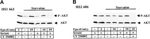 Fig. 5. AKT is constitutively phosphorylated in HS2 cells. / (A) 663 HS1 cells were either grown in the presence of 2 U/mL Epo and 10% serum or starved in Epo and serum for 4 hours before being stimulated with 10 U/mL Epo and/or serum. 10 μM LY294002 was added during the last starvation hour. (B) 606 HS2 cells were either grown in the presence or absence of 2 U/mL Epo and 10% serum or starved in Epo and serum for 4 hours before being hyperstimulated by 10 U/mL Epo and/or serum. 10 μM LY294002 was added during the last starvation hour. Cell lysates were subjected to immunoblotting with anti–phospho-AKT (A, B upper panels) and anti-AKT (A, B lower panels) antibodies. The positions of phosphorylated AKT (P-AKT) and AKT were indicated.