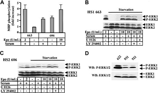 Fig. 7. ERK1 and ERK2 are constitutively phosphorylated in HS2 cells. / (A) 663 HS1 cells were either grown in the presence of 2 U/mL Epo and 10% serum or starved in Epo and serum for 4 hours. 606 HS2 cells were either grown in the presence of 10% serum or starved in serum for 4 hours or starved and then stimulated with 10 U/mL Epo and serum for 30 minutes. ERK1 was immunoprecipitated from cell extracts and an in vitro kinase assay was performed using the MBP peptide as substrate. The means and standard deviations were determined from 3 experiments. (B) 663 HS1 cells were either grown in the presence of 2 U/mL Epo and 10% serum or starved in Epo and serum for 4 hours before being stimulated with 10 U/mL Epo and/or 10% serum. A quantity of μM of LY294002 or 20 μM of U0126 was added for the last hour of starvation. (C) 606 HS2 cells were either grown in the presence or absence of 2 U/mL Epo and 10% serum or starved in Epo and serum for 4 hours before being stimulated with 10 U/mL Epo and/or 10% serum. They were treated with 10 μM LY294002 or 20 μM U0126 for the last hour of starvation. Cell lysates were immunoblotted with anti–phospho-ERK1/2 (B, C upper panels) and anti-ERK1/2 (B, C lower panels) antibodies. (D) Protein extracts of 622, 921, and 931 unstimulated HS2 cell lines were immunoblotted with anti–phospho-ERK1/2 (upper panel) and anti-ERK1/2 (lower panel) antibodies. The positions of phosphorylated ERK1 and ERK2 (P-ERK1, P-ERK2) and ERK1 and ERK2 were indicated.