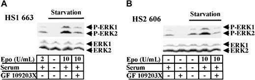 Fig. 9. GF 109203X inhibits the ERK1/2 constitutive phosphorylation in HS2 cells. / (A) 663 HS1 cells were either grown in the presence of 2 U/mL Epo and 10% serum or starved in Epo and serum for 4 hours before being stimulated with 10 U/mL Epo and 10% serum or not. A quantity of 10 μM GF 109203X was added for the last hour of starvation. (B) 606 HS2 cells were either grown in the absence of Epo and 10% serum or starved in Epo and serum for 4 hours before being stimulated with 10 U/mL Epo and 10% serum or not. They were treated with 10 μM GF 109203X for the last hour of starvation. Cell lysates were immunoblotted with anti–phospho-ERK1/2 (A, B upper panels) and anti-ERK1/2 (A, B lower panels) antibodies. The positions of phosphorylated ERK1 and ERK2 (P-ERK1, P-ERK2) and ERK1 and ERK2 were indicated.