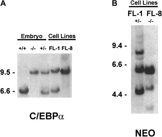 Fig. 1. Genotyping of the cultured fetal liver cell lines. / Genomic DNA was extracted from the indicated tissue and subjected to Southern blot hybridization, as detailed in “Materials and methods.” (A) To determine the C/EBPα genotype,HincII-digested DNA was hybridized with the C/EBPα genomic probe. (B) To assess the relative number of retroviral vector integration sites, EcoR1-digested DNA was hybridized to theneo-specific probe.