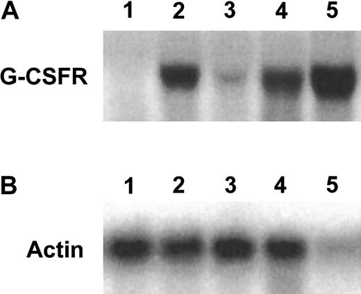 Fig. 4. GM-CSF–mediated up-regulation of G-CSF receptor RNA in the fetal liver cell lines. / Total RNA extracted from the indicated cell types were subjected to Northern blot hybridization (8 μg/lane) with the indicated probes. Lanes 1 to 5 harbor RNAs extracted from (1) FL-1(+/−) cultured in SCF and IL-3, (2) FL-1(+/−) cultured for 4 days in GM-CSF alone, (3) FL-8(−/−) cultured in SCF and IL-3, (4) FL-8(−/−) cultured in GM-CSF alone for 4 days, and (5) 32D cells cultured in IL-3 alone.