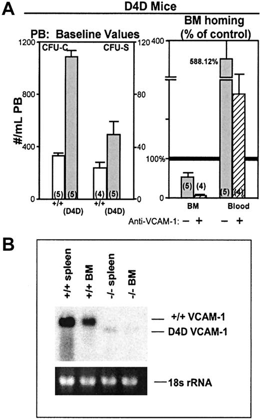 Fig. 6. Hypomorphic VCAM-1 D4D mice. / (A) D4D mice have an increased number of circulating CFU-Cs and CFU-Ss compared to controls (P = <.05) and when used as recipients in homing assays, display decreased lodgment to BM compared to controls, and increased numbers of circulating CFU-Cs at 3 hours after injection (upper right panel). The homing is virtually abolished when these mice were injected with anti–VCAM-1 (MK/2; 2 mg/kg ×2, 12 hours apart) and given anti-CD11a–treated BM cells (striped column). (B) Constitutive expression of VCAM-1 in wild-type spleen and BM (total RNA 40 μg) is approximately 20-fold greater than that observed in the spleen and BM of D4D littermates.