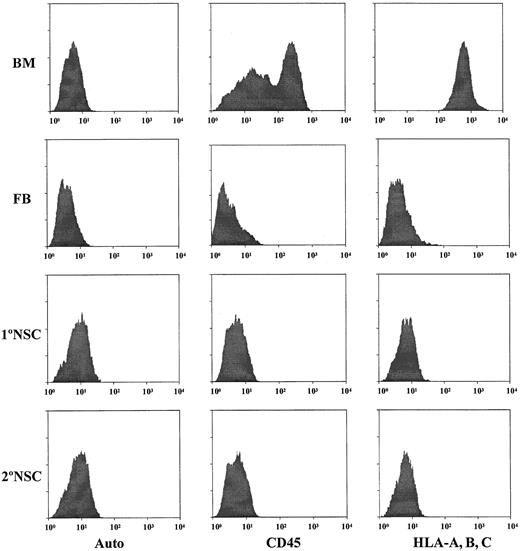 Fig. 3. Detection of hematopoietic cells in the initial cell preparations from fetal brain tissues and in EGF-generated primary and secondary neurospheres. / Antibodies against CD45 and HLA class I antigens (HLA-A, B, C) were used to analyze the samples for the possible contamination of human hematopoietic cells. Human fetal BM cells from the same donors of brain tissues were used as the positive controls for staining of CD45 and HLA-A, B, C hematopoietic markers. FB indicates the initial fetal brain cell suspensions. 1°NSC indicates EGF-generated primary neurospheres. 2°NSC indicates EGF-generated secondary neurospheres. Auto indicates the autofluorescence control of these samples.
