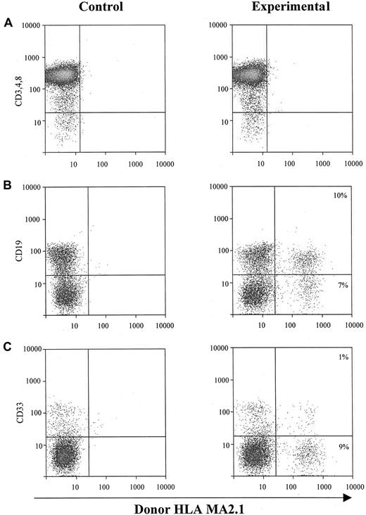 Fig. 4. In vivo hematopoietic reconstitution with EGF-responsive NSCs from human fetal brains. / One million EGF-responsive NSCs were injected directly into each human graft in SCID-hu mice. Graft cells were harvested 4 months after injection and subjected to flow cytometry for donor-derived hematopoietic cells. (A) Intrathymic T-cell development of EGF-generated primary spheres. Graft cells were analyzed for T-cell markers CD3, CD4, and CD8, and donor marker HLA-MA2.1. (B) B-cell and myeloid-cell differentiation of EGF-generated primary spheres in implanted human fetal bone fragments. Graft cells were analyzed by flow cytometry for B-cell marker CD19 (B) and myeloid marker CD33 (C), and a donor marker for EGF-generated primary spheres (HLA-MA2.1–positive). The percentage of B and myeloid cells expressing detectable levels of donor-specific class I antigen was recorded.
