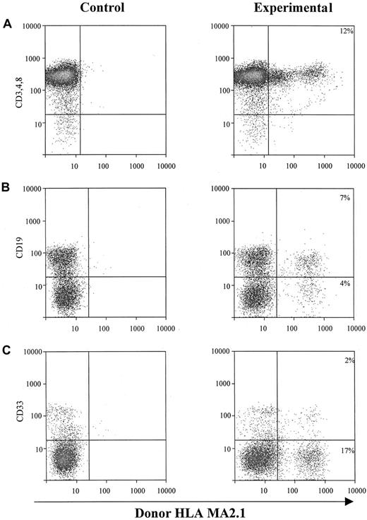 Fig. 5. EGF-responsive human fetal NSC-derived BM cells are able to establish long-term hematopoietic reconstitution in SCID-hu mice. / One million EGF-responsive human fetal NSCs were injected directly into each human bone graft in SCID-hu mice, and human BM cells were harvested from those bone fragments 4 months after injection. One million of those harvested human BM cells were then directly injected into each human graft, including bone and thy/liv, in SCID-hu mice, and graft cells were harvested 4 months later and subjected to flow cytometry for donor-derived hematopoietic cells. (A) Intrathymic T-cell development of EGF-generated primary spheres. Graft cells were analyzed for T-cell markers CD3, CD4, and CD8, and donor marker HLA-MA2.1. The percentage of T cells expressing detectable levels of donor-specific class I antigen was recorded. (B) B-cell and myeloid-cell differentiation of EGF-generated primary spheres in implanted human fetal bone fragments. Graft cells were analyzed for B-cell marker CD19 and myeloid marker CD33, and a donor marker for EGF-generated primary spheres (HLA-MA2.1–positive). The percentage of B and myeloid cells expressing detectable levels of donor-specific class I antigen was recorded.