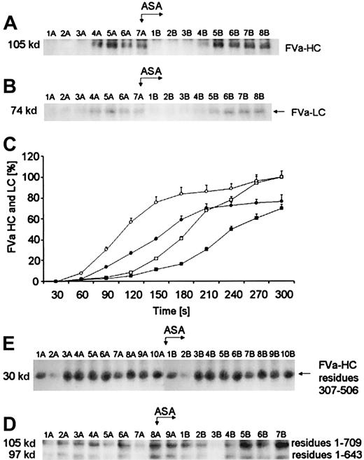 Fig. 4. Generation of FVa heavy and light chains. / (A) An immunoblot showing generation of FVa heavy chain (FVa-HC) and (B) FVa light chain (FVa-LC) with disulfide bonds intact. In both panels, consecutive 30-second bleeding-time blood samples were separated on a 5% to 15% linear gradient SDS-PAGE gel under nonreducing conditions. FVa-HC was probed with a monoclonal antibody reactive toward residues 307 to 506 of FVa, whereas FVa-LC was probed with a monoclonal antibody raised against the light chain of FVa. Wells A—blood samples taken before aspirin (ASA) ingestion (75 mg/d for 7 days); wells B—samples after aspirin administration. (C) Time courses for generation of both FVa chains in bleeding-time blood. Their relative levels are plotted versus time (seconds), taking a maximum concentration as 100. Concentration of FVa-HC before (open circles) and after aspirin treatment (closed circles). Concentration of FVa-LC before (open squares) and after aspirin treatment (closed squares). Values are plotted as means ± SEM. (D) An immunoblot of the product of FVa heavy-chain cleavage by APC (30 kd; residues 307-506). Consecutive 30-second bleeding-time blood samples were separated on a 5% to 15% linear gradient SDS-PAGE gel under nonreducing conditions. Immunoreactive fragments of FVa inactivation were probed with a monoclonal antibody against residues 307 to 506 of the heavy chain. Wells A—blood samples taken before aspirin ingestion (75 mg/d for 7 days); wells B—samples after aspirin treatment. (E) An immunoblot of FVa heavy chain (top band) and the 97-kd fragment of this chain (bottom band) in bleeding-time blood with disulfide bonds reduced. Both peptides are detected by a monoclonal antibody reactive toward residues 307 to 506 in FVa heavy chain. Wells A—blood samples taken before aspirin (ASA) treatment; wells B—samples after aspirin ingestion.