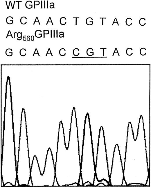 Fig. 6. The Cys560Arg mutation in N.M.'s GPIIIa. / DNA sequence analysis was performed using N.M.'s genomic DNA. All exons, including intron-exon junctions, of both GPIIb and GPIIIa genes were amplified using PCR primer pairs hybridizing in the intron sequence flanking each exon. The resulting PCR fragments were purified and subjected to direct cycle sequencing. The nucleotide sequence of exon 10 of N.M.'s GPIIIa gene reveals a g1776T>C substitution (underlined codon), which results in the Cys560Arg mutation. The nucleotide substitution was also confirmed by sequence analysis performed by using reverse primer (not shown).