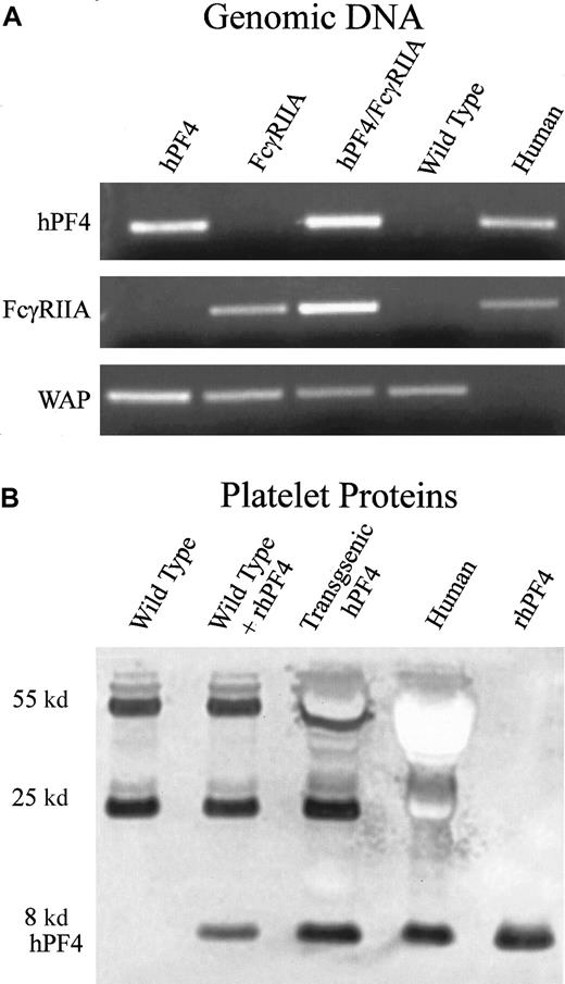 Fig. 1. Generation and characterization of transgenic FcγRIIA/hPF4 mice. / (A) PCR detection of transgenic mice by means of human-specific primers for hPF4 and FcγRIIA, and control mouse-specific primers for whey acidic protein (WAP). Lane 1, transgenic hPF4; lane 2, transgenic FcγRIIA; lane 3, double-transgenic progeny; lane 4, wild-type mice; lane 5, human genomic DNA. (B) Western blot of platelet proteins separated on a 10% Nu-PAGE gel, transferred to PVDF, and immunostained with RTO, a human PF4-specific mouse monoclonal antibody, shows an intensely stained band at approximately 8 kd, consistent with the molecular weight of PF4. Lane 1, wild-type mice; lane 2, wild-type plus added recombinant hPF4; lane 3, transgenic hPF4 mice; lane 4, human platelet proteins; lane 5, recombinant hPF4. The lane with wild-type mouse platelet proteins does not show staining in the 8-kd region. The other stained bands at molecular weights of 55 and 25 kd represent immunostaining of immunoglobin heavy and light chains that react with the anti–mouse immunoglobulin secondary antibody.