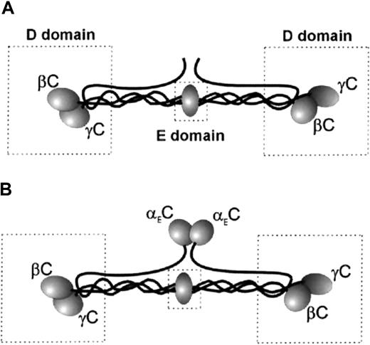 Fig. 1. Schematic representation of the domain structure of the 2 species of human Fg. / (A) Fg-340. (B) Fg-420. The D and E domains are boxed. The locations of αEC (in Fg-420 only), γC, and βC are shown.