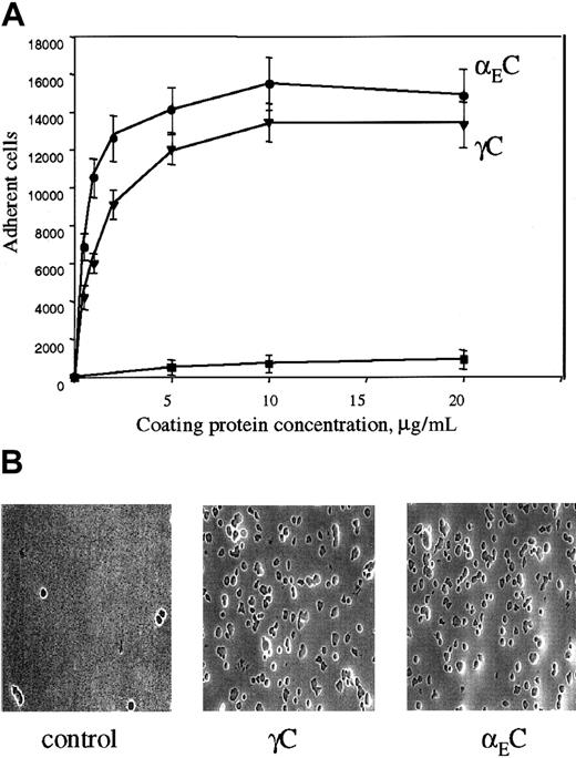 Fig. 2. Adhesion of cells transfected with αMβ2 to recombinant αEC and γC. / (A) αMβ2-transfected HEK 293 cells (5 × 104) labeled with Calcein AM in HBSS and HEPES were added to the wells of 48-well, tissue culture–treated microtiter plates coated with different concentrations of the recombinant αEC (●) and γC (▾) domains and postcoated with 1% PVP. After 25 minutes at 37°C, nonadherent cells were removed by 3 washes with phosphate-buffered saline. Fluorescence of adherent cells was measured in a fluorescence plate reader and converted to cell number. Adhesion of mock-transfected cells (▪) to αEC is shown for comparison. Results are the mean ± SE values from 3 individual experiments done in triplicate. (B) Microscopical study (original magnification, × 20) of the cells adherent to the control (PVP), γC, and αEC.