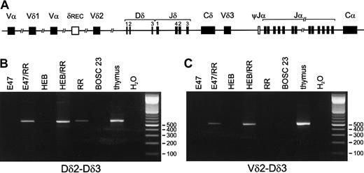 Fig. 1. Induction of TCRDrecombination by E2A or HEB in the presence of RAG1 and RAG2. / Both E2A and HEB in combination with RAG1 and RAG2 have the ability to induce TCRD recombination in nonlymphoid cells. (A) Schematic diagram of the human TCRD/TCRA locus. Presented are the Vδ, Dδ, and Jδ gene segments that are positioned between the Vα and Jα-Cα regions in the TCRA locus. The δREC and ψJα gene segments that flank the TCRD locus are involved in deletion of the TCRD gene prior toTCRA recombinations. (B) (C) BOSC 23 cells were transfected with E47, HEB, RAG1, and RAG2 expression vectors. Following genomic DNA isolation, 200 ng DNA of the various transfectants was used for PCR amplification by means of Dδ2-5′ RO2 plus Dδ3-3′ N (panel B) or Vδ2-5′ plus Dδ3-3′ N (panel C) primers, which are used for specific detection of Dδ2-Dδ3 and Vδ2-Dδ3 rearrangements, respectively. Thymus DNA was used as positive control, and mock-transfected BOSC 23 as nonspecific template control. PCR products were run on a 2% agarose gel and stained with ethidium bromide. Rearranged Dδ2-Dδ3 and Vδ2-Dδ3 PCR products were observed upon combined transfection of either E2A or HEB together with RAG1 plus RAG2 (RR). Dδ2-Dδ3 PCR products were also detectable in genomic DNA derived from transfectants expressing RR only (lane RR), though at much lower levels as quantitated via RQ-PCR (see “Results”).