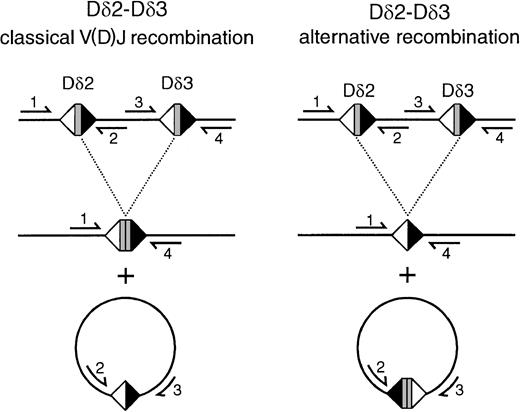 Fig. 2. Scheme of classical V(D)J recombination and alternative recombination mechanisms resulting in Dδ2-Dδ3 rearrangement products and circular excision products. / In classical recombination, Dδ2 and Dδ3 coding sequences are coupled to a coding joint, whereas the intervening sequence is coupled via the downstream Dδ2 RSS and the upstream Dδ3 RSS to a signal joint on the circular excision product. In the alternative mechanism that was observed in the transfected BOSC 23 cells on the basis of the sequencing of the rearrangements, a signal joint of the upstream Dδ2 RSS and the downstream Dδ3 RSS is formed, whereas the Dδ2 and Dδ3 coding sequences are deleted out on the excision circles. Primers mentioned are as follows: 1, Dδ2-5′ RO2; 2, Dδ2-lower; 3, Dδ3-upper; 4, Dδ3-3′ N.
