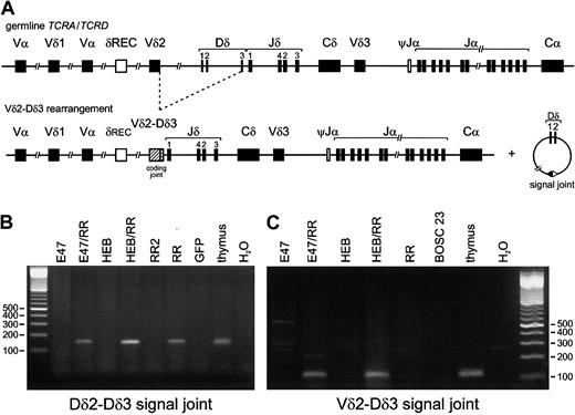 Fig. 3. Analysis of intermediate excision circles or signal joints. / Analysis of intermediate excision circles or signal joints illustrates that E2A and HEB induce single-step TCRD recombinations in nonlymphoid cells. (A) In the example of a Vδ2-Dδ3 rearrangement, the coding and signal joints formed during direct coupling of the Vδ2 and Dδ3 segments are shown. (B,C) Analysis of signal joints in BOSC 23 cells transfected with E47, HEB, RAG1, and RAG2 expression vectors. Genomic DNA (200 ng) of the various transfectants was used for PCR amplification by means of Dδ2-lower plus Dδ3-upper (panel B) or Vδ2-sj 3′ plus Dδ3-5′ S (panel C) primers that specifically detect Dδ2-Dδ3 and Vδ2-Dδ3 signal joints, respectively. Thymus DNA was used as positive control, and GFP- or mock-transfected BOSC 23 DNA as nonspecific template control. PCR products were run on a 2% agarose gel and stained with ethidium bromide. Similar to the coding joints shown in Figure 1, Dδ2-Dδ3 and Vδ2-Dδ3 signal joints were observed upon combined transfection of either E47 or HEB together with RR. In line with the data on Dδ2-Dδ3 PCR products, Dδ2-Dδ3 signal joints were also detectable in genomic DNA derived from transfectants expressing RR only (lane RR). Importantly, transfection with 2 μg RAG expression vectors (lane RR2) did not result in detectable signal joints; this amount of RAG1/RAG2 vector leads to RAG activity levels that are more in line with the RAG activity levels in those cases in which 6 μg RAG1/RAG2 is cotransfected with E2A or HEB (W. J. Romanow, personal communication, 2001).
