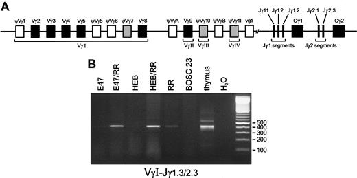 Fig. 4. Induction of Vγ-Jγ rearrangements by E2A or HEB in the presence of RAG1 and RAG2. / (A) Schematic diagram of the human TCRG locus. The humanTCRG locus comprises 2 constant region gene segments (Cγ) preceded by 2 or 3 joining gene segments (Jγ) and at least 14 variable gene segments (Vγ) belonging to 4 subgroups. Nine Vγ gene segments (5 functional genes and 4 pseudogenes) belong to subgroup I, whereas subgroups II, III, and IV each consist of a single gene segment designated Vγ9, Vγ10, and Vγ11, respectively. Two pseudogenes, VγA and VγB, located upstream of Vγ9 and Vγ11, respectively, belong to none of these subgroups. Five joining segments have been identified: Jγ1.1, Jγ1.2, and Jγ1.3 upstream of Cγ1; and Jγ2.1 and Jγ2.3 upstream of Cγ2. In addition to the 6 functional Vγ gene segments (solid blocks), 3 pseudogenes (shaded blocks) can also rearrange to Jγ gene segments. (B) Following transfection of BOSC 23 cells, PCR amplification with 200 ng genomic DNA of the transfected cells was performed by means of VγI-3′– and Jγ1.3/2.3-3′–specific primers. Thymus DNA and BOSC 23 DNA were used as positive and nonspecific template controls, respectively. Electrophoresis of PCR products on 2% agarose gels shows that E47 or HEB and RAG1 plus RAG2 proteins can promote VγI-Jγ1.3/2.3 rearrangements at high levels as compared with transfectants expressing RR only (lane RR) as quantitated by RQ TaqMan PCR analysis.