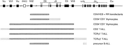 Fig. 5. Compilation of TCRD recombination patterns. / Indicated are the parts of the TCRD locus that can rearrange in the E2A and HEB transfectants described in this study, CD34+/CD1a− and CD34+/CD1a+ thymocyte subsets, CD3− and TCRγδ and TCRαβ T-ALL, and precursor B-ALL. The pattern observed in the E2A/HEB-plus-RR–transfected cells is strikingly similar to that of the most immature thymocytes and the cross-lineage pattern of precursor B-ALL, illustrating that E2A and HEB can induce the immature and less T-cell–specific rearrangements in theTCRD locus.