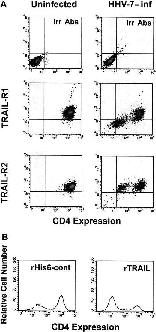 Fig. 6. Surface TRAIL-R1 and TRAIL-R2 expression analyzed in combination with surface CD4 in SupT1 either uninfected or infected with HHV-7. / (A) At 8 days after infection, relative surface CD4 expression was detected by PE-Cy5 fluorescence intensity (x-axis), whereas TRAIL-R1 and TRAIL-R2 expression was detected by PE fluorescence intensity (y-axis). Representative negative controls, composed of cells stained with irrelevant isotype-matched Ab (Irr Abs) are shown in the top panels. (B) Evaluation of surface CD4 expression in HHV-7–infected cultures after 20 hours of treatment with rTRAIL or rHis6-tag control (cont) peptide. X-axis, relative surface CD4 expression detected by PE-Cy5 fluorescence intensity. Y-axis, relative cell number. Data shown are from a single experiment representative of 5 independent experiments with similar results.