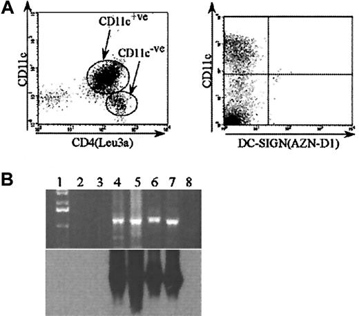 Fig. 6. CD4 and DC-SIGN expression on blood DC. / (A) CD4 and DC-SIGN surface expression on blood DC subsets. Blood DCs were freshly isolated as outlined in “Materials and methods.” The mAb to CD4 (Leu3a) or DC-SIGN (AZN-D1) was added and then incubated and detected as outlined in Figure 4. Cultured DCs were DC-incubated overnight in the presence of interleukin-3/GM-CSF. Blood DC subsets were further distinguished by CD11c staining. (B) DC-SIGN expression on blood DCs by RT-PCR. Top panel: ethidium bromide–stained gel (top) of PCR products for DC-SIGN from cDNA. Lane 1: 1-kilobase ladder; lane 2: CD11c+ve blood DCs; lane 3: CD11c−ve blood DCs; lane 4: monocytes; lane 5: MDDCs; lane 6: MDDCs cultured with lipopolysaccharide; Lane 7: PBMCs; lane 8: H2O. Bottom panel: the autoradiograph of the Southern blot probed with a digoxigenin oligonucleotide specific for DC-SIGN.