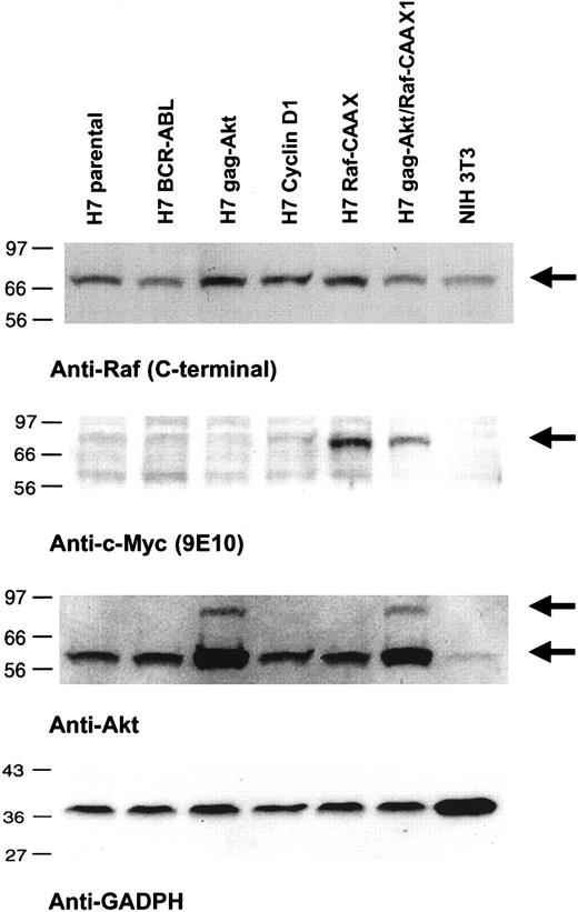 Fig. 1. Expression of RafCAAX, gag-akt, or both in IL-3–dependent H7 cells. / Lysates of the indicated cell lines were subjected to SDS-PAGE and immunoblotting as noted.
